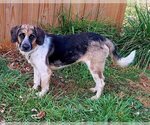 Small Photo #1 Beagle-Unknown Mix Puppy For Sale in Rustburg, VA, USA