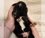 Small #9 F2 Aussiedoodle