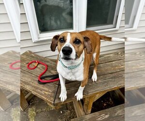 Beagle-Unknown Mix Dogs for adoption in Brewster, NY, USA