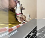 Small #2 Chihuahua Mix