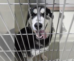 Siberian Husky Dogs for adoption in Bakersfield, CA, USA
