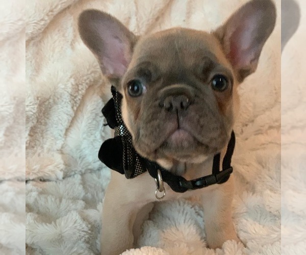 Medium Photo #3 French Bulldog Puppy For Sale in KING, NC, USA