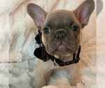 Small Photo #3 French Bulldog Puppy For Sale in KING, NC, USA