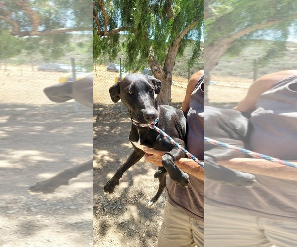 Medium Photo #4 Labrador Retriever-Unknown Mix Puppy For Sale in San Diego, CA, USA