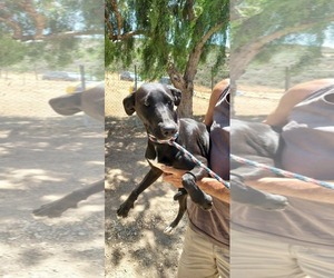 Everest (female) - Female Labrador Retriever-Unknown Mix Dog for Adoption - Photo #2