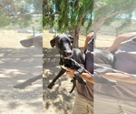 Small #3 Labrador Retriever Mix