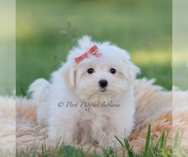 Medium Photo #17 Maltese Puppy For Sale in WARSAW, IN, USA