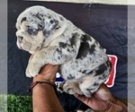 Small #1 English Bulldog