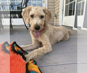 Mutt Dogs for adoption in Cliffwood, NJ, USA