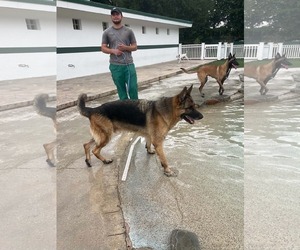 German Shepherd Dog Dogs for adoption in Plantation, FL, USA