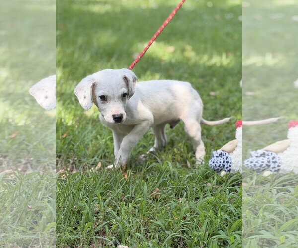 Medium Photo #2 Mutt Puppy For Sale in Yardley, PA, USA
