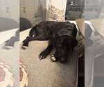 Small #4 Labrador Retriever