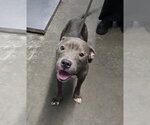 Small #2 Mutt