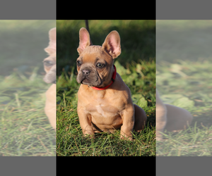 French Bulldog Puppy for sale in FREMONT, CA, USA