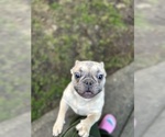 Small Photo #27 French Bulldog Puppy For Sale in TACOMA, WA, USA