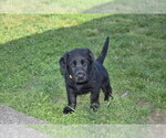 Small Photo #5 Golden Shepherd Puppy For Sale in HYATTSVILLE, MD, USA
