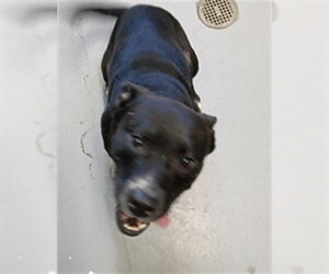 American Pit Bull Terrier Dogs for adoption in Corpus Christi, TX, USA
