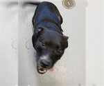 Small American Pit Bull Terrier