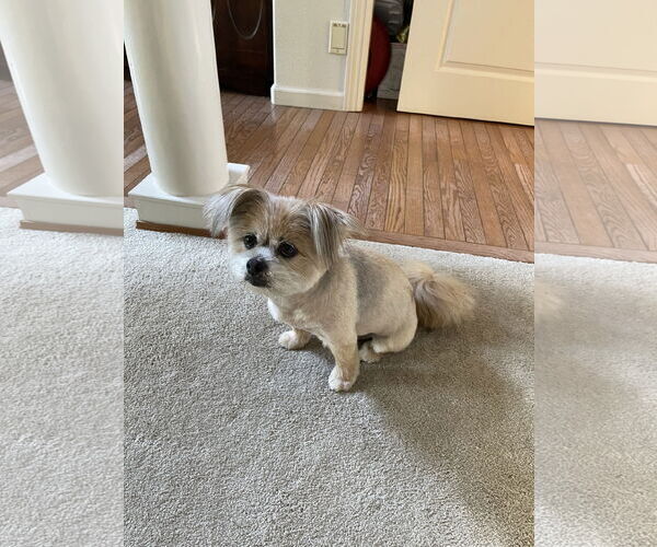 Medium Photo #2 Shiranian Puppy For Sale in Woodland, CA, USA