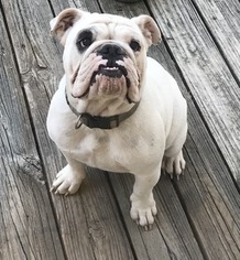 English Bulldog Puppy for sale in SPRING, TX, USA
