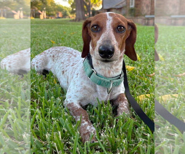 Medium Photo #8 Dachshund Puppy For Sale in Boonton, NJ, USA