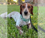 Small #7 Dachshund