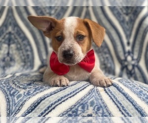 Australian Cattle Dog-Jack Russell Terrier Mix Puppy for sale in LAKELAND, FL, USA