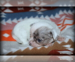 Small Chihuahua