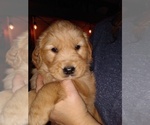 Small Photo #4 Golden Retriever Puppy For Sale in GOSHEN, NH, USA
