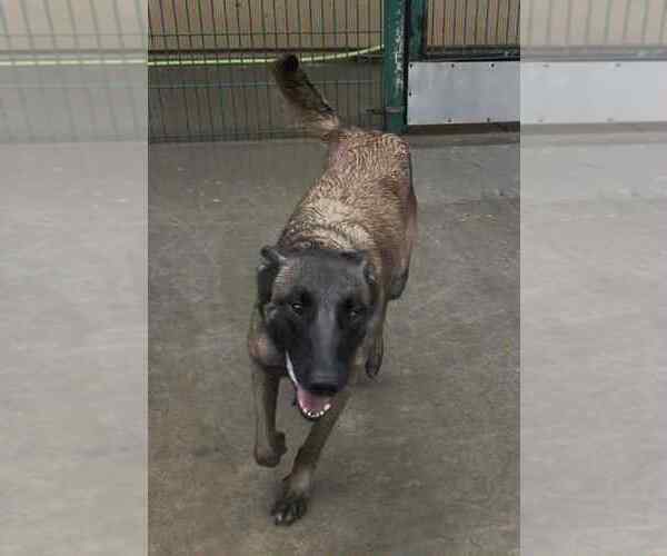 Medium Photo #5 Mutt Puppy For Sale in Imlay City, MI, USA