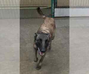 Trixi - Located in MA - Female Mutt Dog for Adoption - Photo #5