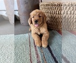 Puppy Puppy 6 teal Golden Retriever