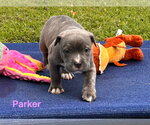 Small #1 Labrador Retriever Mix