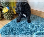 Small Photo #12 Portuguese Water Dog Puppy For Sale in LAKEVIEW, MI, USA