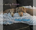 Small #16 Dachshund