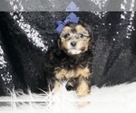 Small #3 Poodle (Toy)