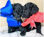 Small Photo #24 Goldendoodle Puppy For Sale in RUSKIN, FL, USA