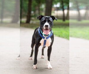 American Pit Bull Terrier-Unknown Mix Dogs for adoption in McKinney, TX, USA