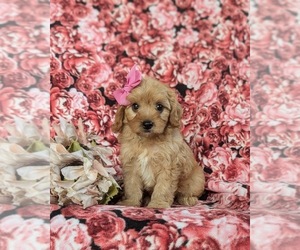 Cavapoo Puppy for sale in QUARRYVILLE, PA, USA