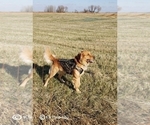 Small Photo #10 Golden Retriever Puppy For Sale in SAINT LOUIS, MO, USA