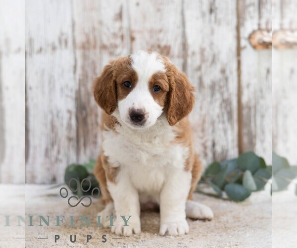 Medium Photo #5 Bernedoodle (Miniature) Puppy For Sale in SUNBURY, PA, USA
