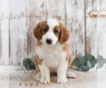 Small #4 Bernedoodle (Miniature)