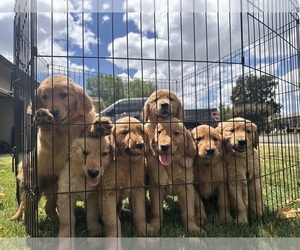 Golden Retriever Puppy for sale in FRESNO, CA, USA