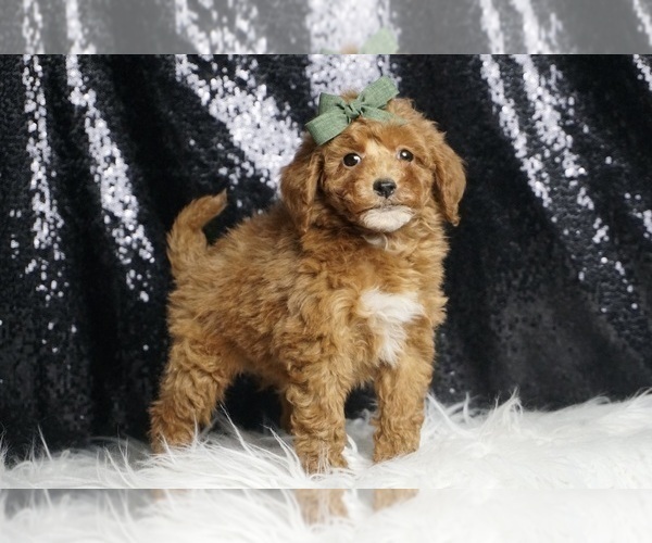 Medium Photo #88 Poodle (Toy) Puppy For Sale in WARSAW, IN, USA