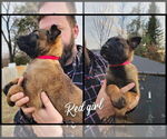 Puppy Red Girl Belgian Malinois