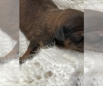 Small Photo #7 ShihPoo Puppy For Sale in CLARE, MI, USA
