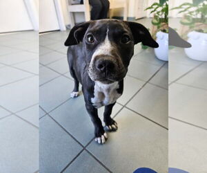American Bandogge mastiff Dogs for adoption in Key Largo, FL, USA
