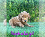 Small #4 Goldendoodle (Miniature)