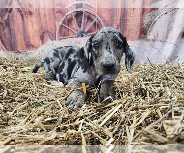 Medium Photo #3 Catahoula Leopard Dog Puppy For Sale in CUMBY, TX, USA