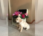 Small Photo #5 Golden Retriever Puppy For Sale in WEBSTER CITY, IA, USA